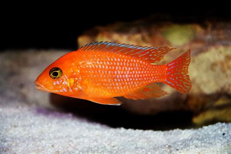 Cichlid Fish: Ultimate Guide to Types of Cichlids.